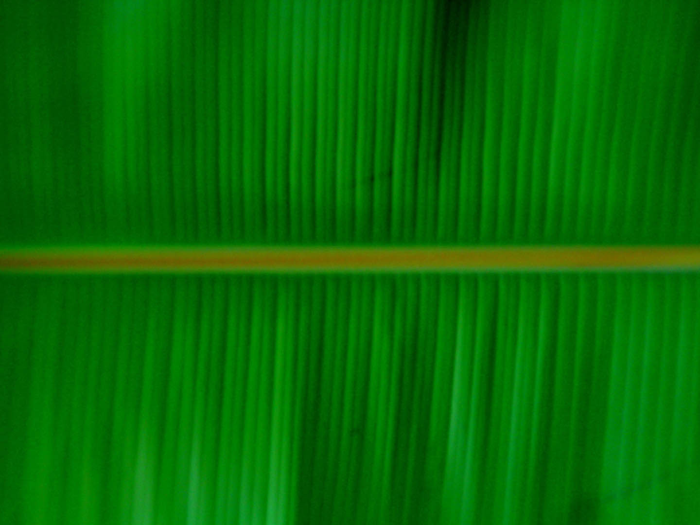 Banana Leaf   Food And Drink Wallpaper Image featuring Fruit