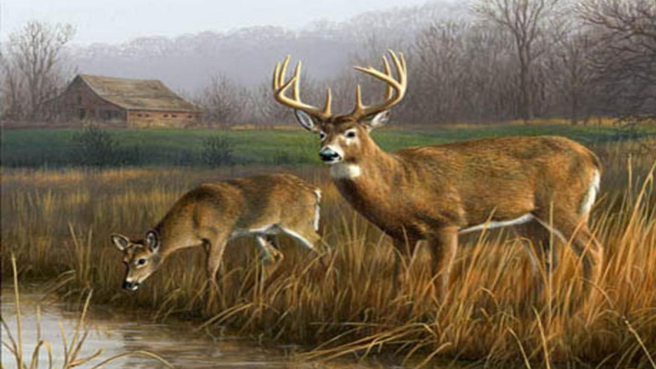 Whitetail Buck Deer Wallpaper HD Artwork Painting