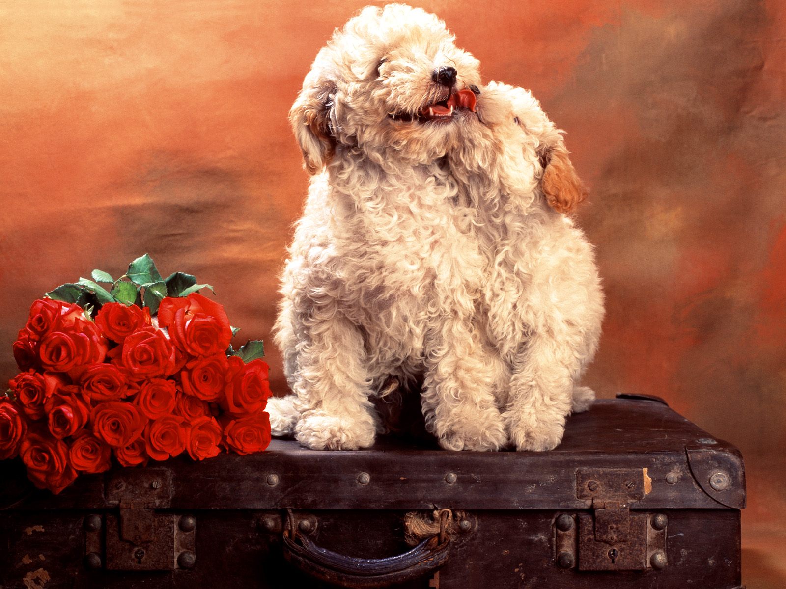 High Resolution Wallpaper Of Cute Dogs Recipeapart