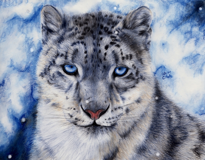 Snow Leopard By Maniaadun