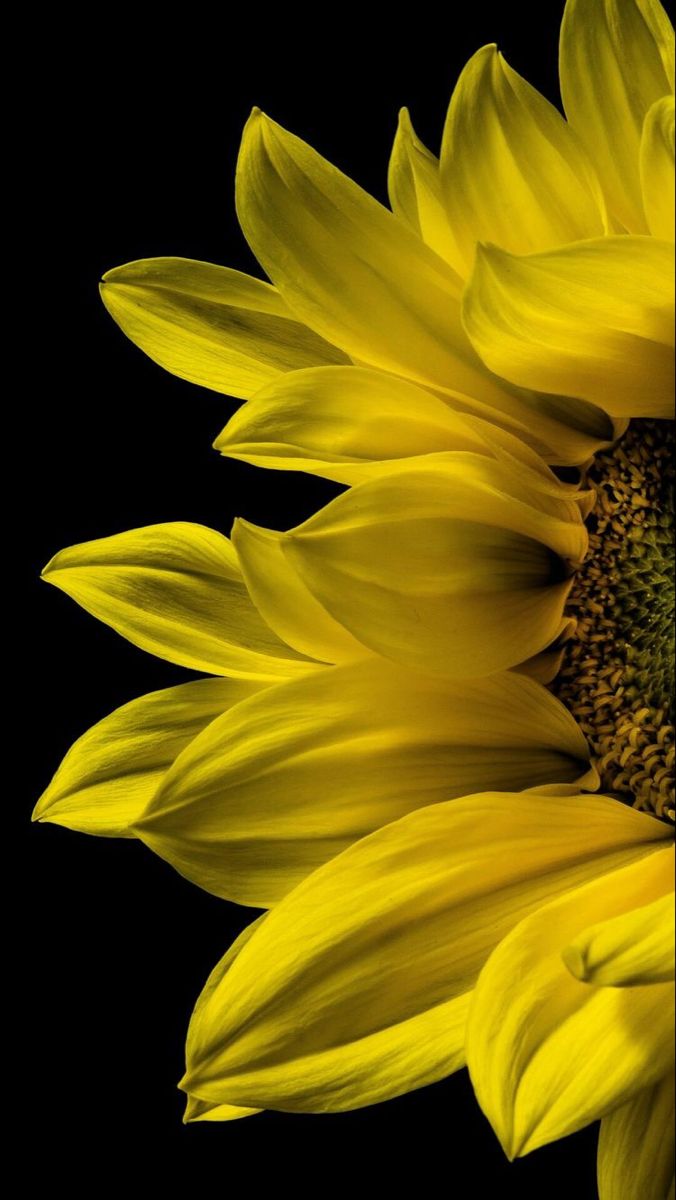 Bright Yellow Sunflower On Black Background Wallpaper