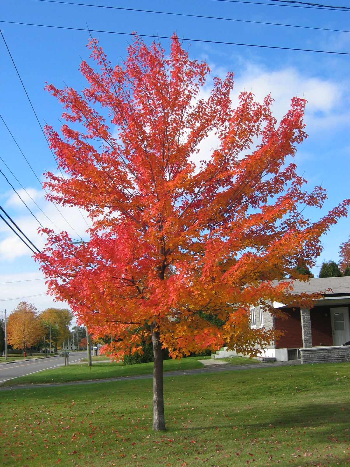 Canadian Maple Tree Blerick Trees Buy Online Advanced