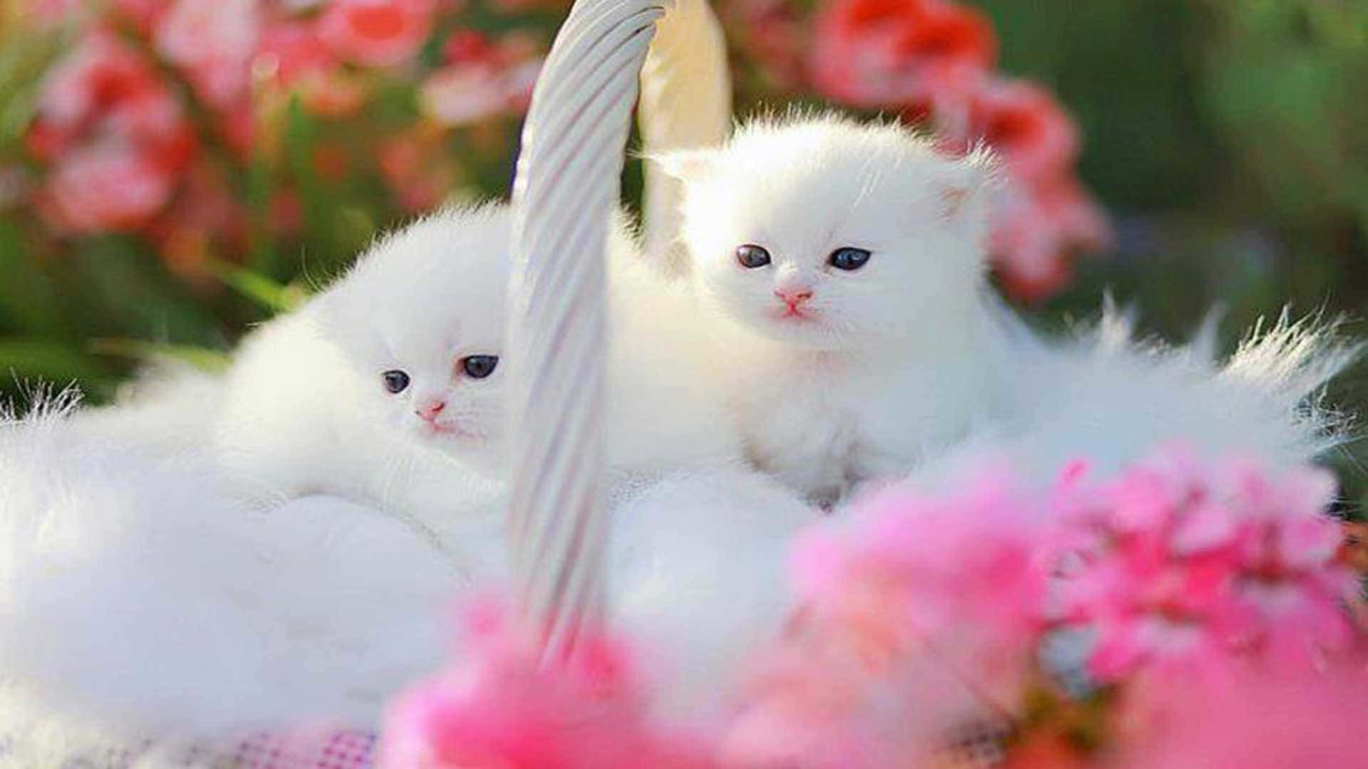 Really Cute Wallpaper