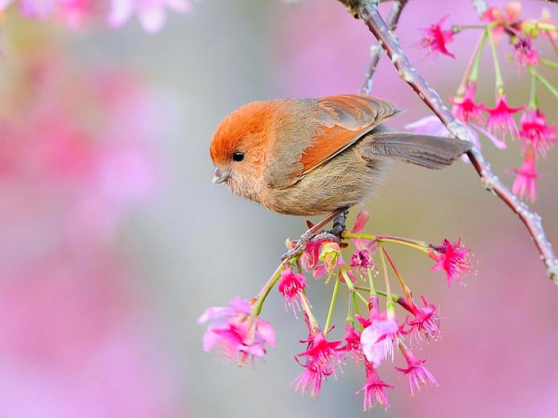 cute birds wallpapers for desktop