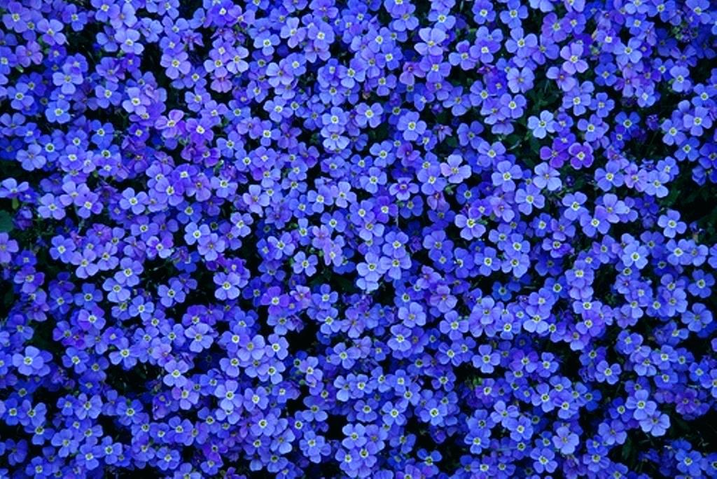 Blue Flower Wallpaper Tiny Beautiful Wall Wonderful Carpet Flowers
