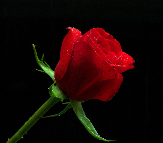 My love is like a red red rose by eleda