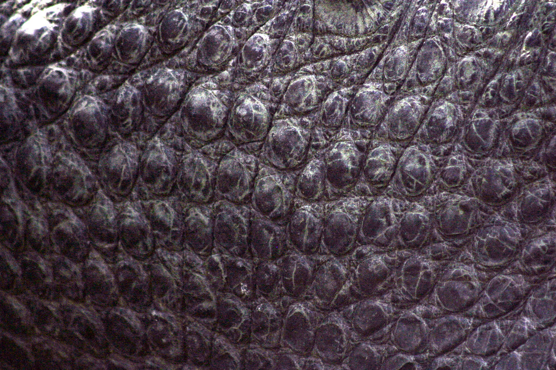 Gator Skin By Della Stock