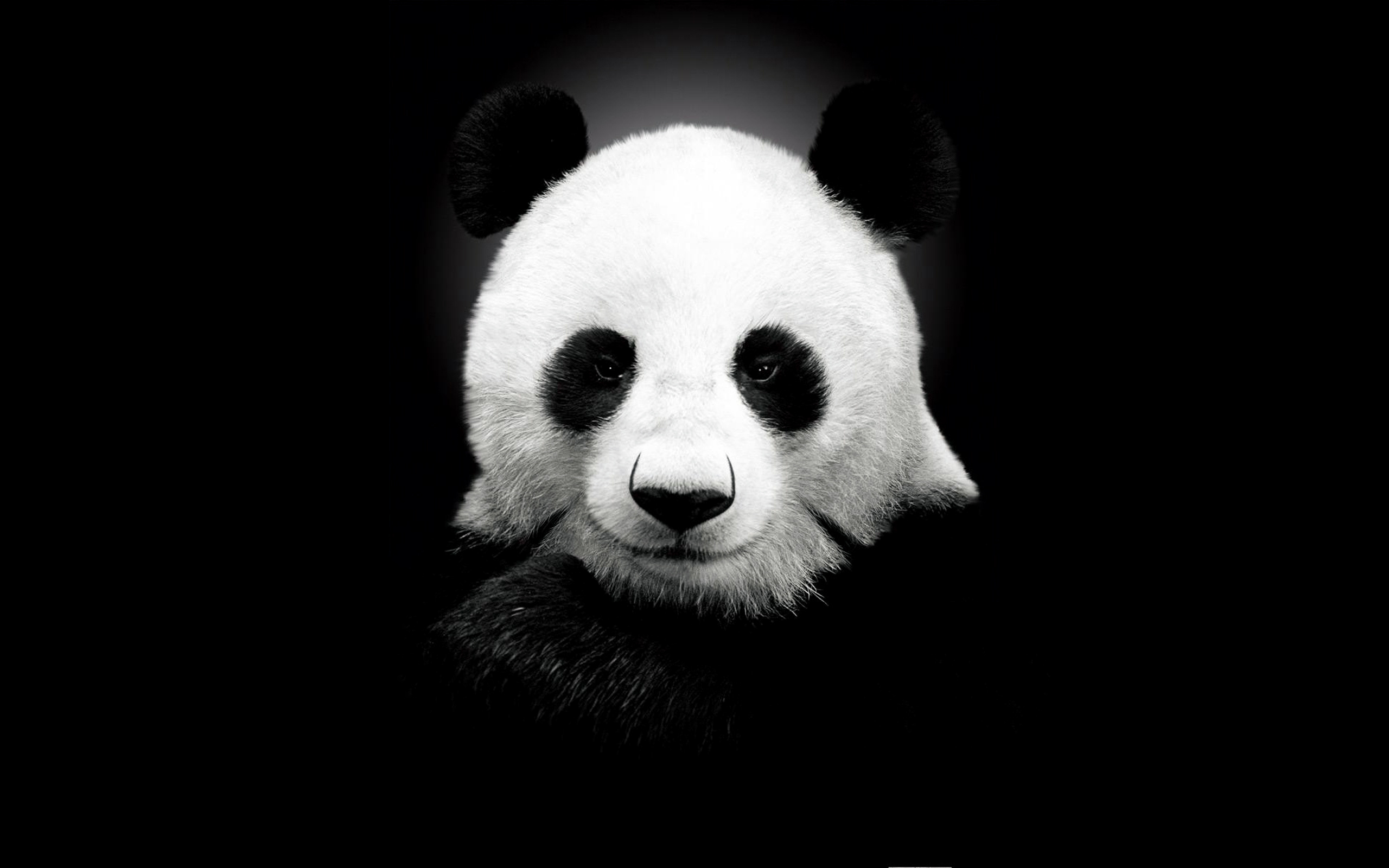 Giant panda black and white wallpaper 2560x1600 6080