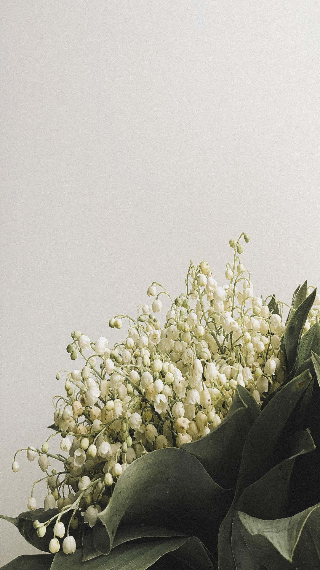 Lily Of The Valley Wallpaper