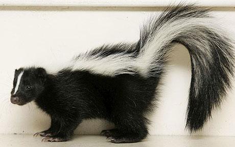 Wallpaper Skunk