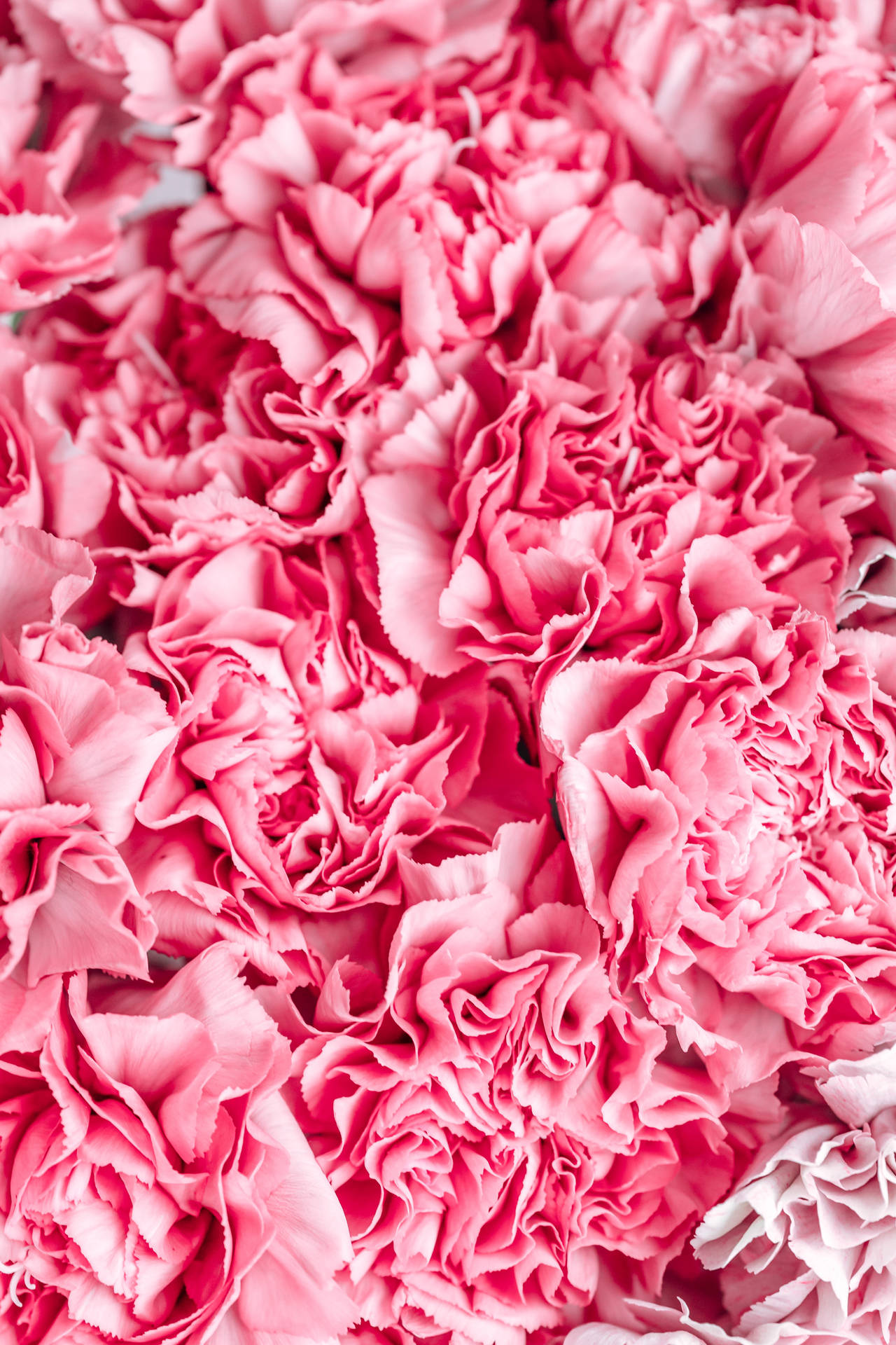 Pink Flowers Aesthetic Wallpaper
