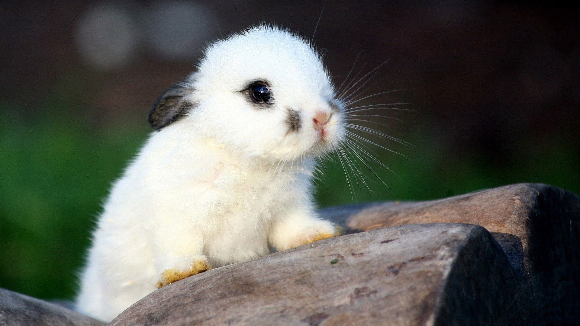 A close-up of an adorable white baby bunny with dark markings on its ears and face. It's perched on a rock, with soft focus on the background
