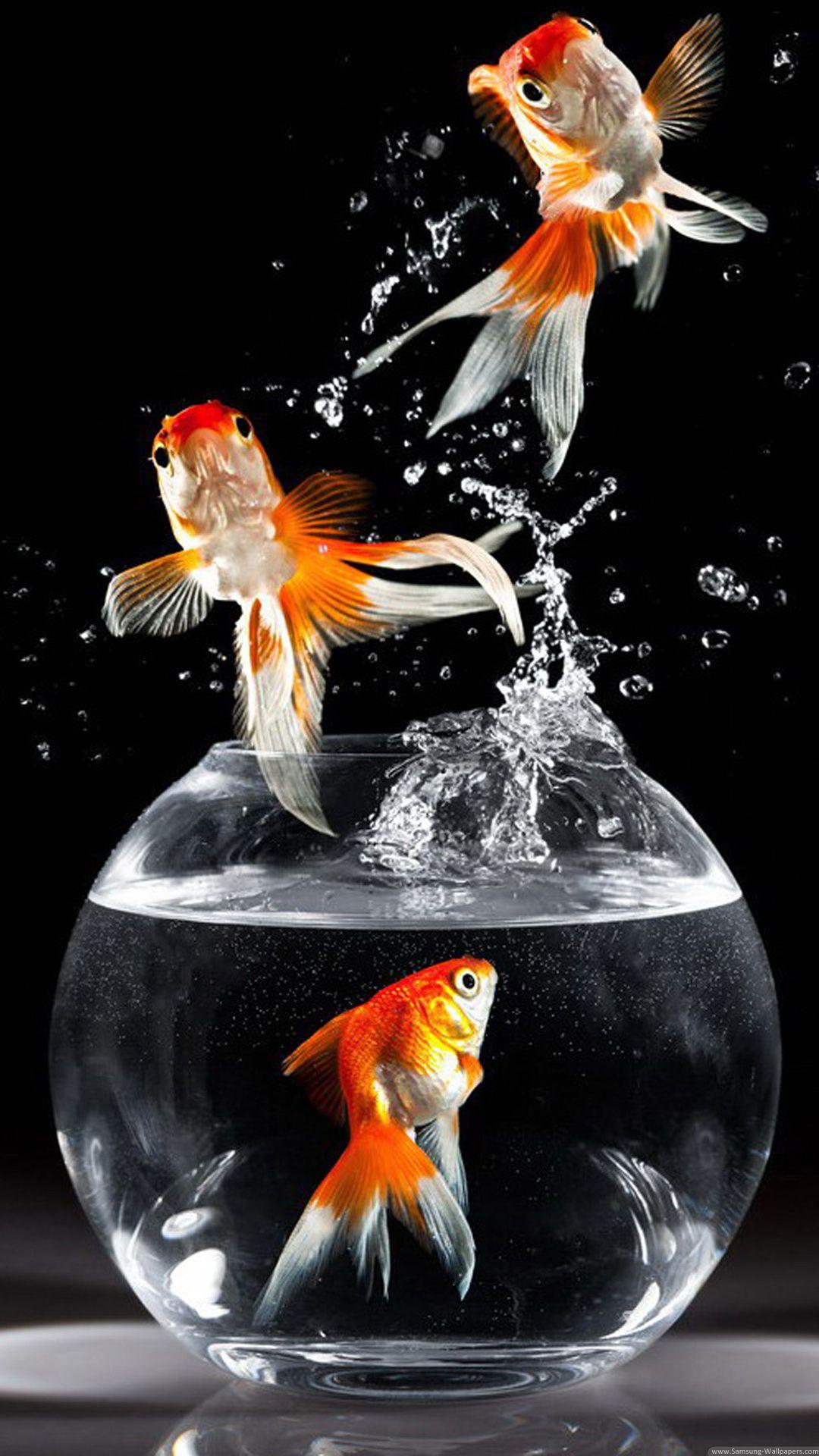 Beautiful Fish Wallpaper HD