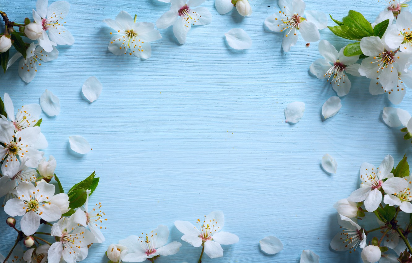 Wallpaper Flowers Spring Apple Wood Blue Blossom