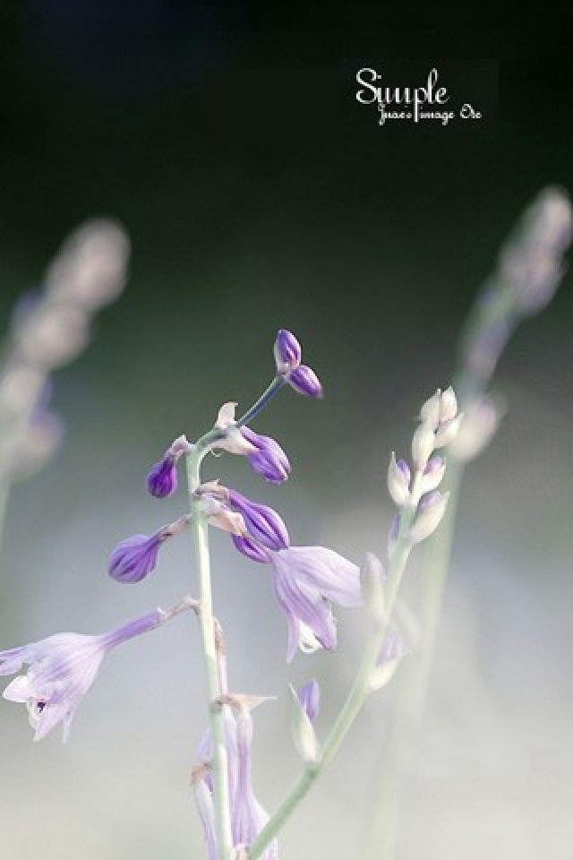 Simple Purple Flower iPhone HD Wallpaper
