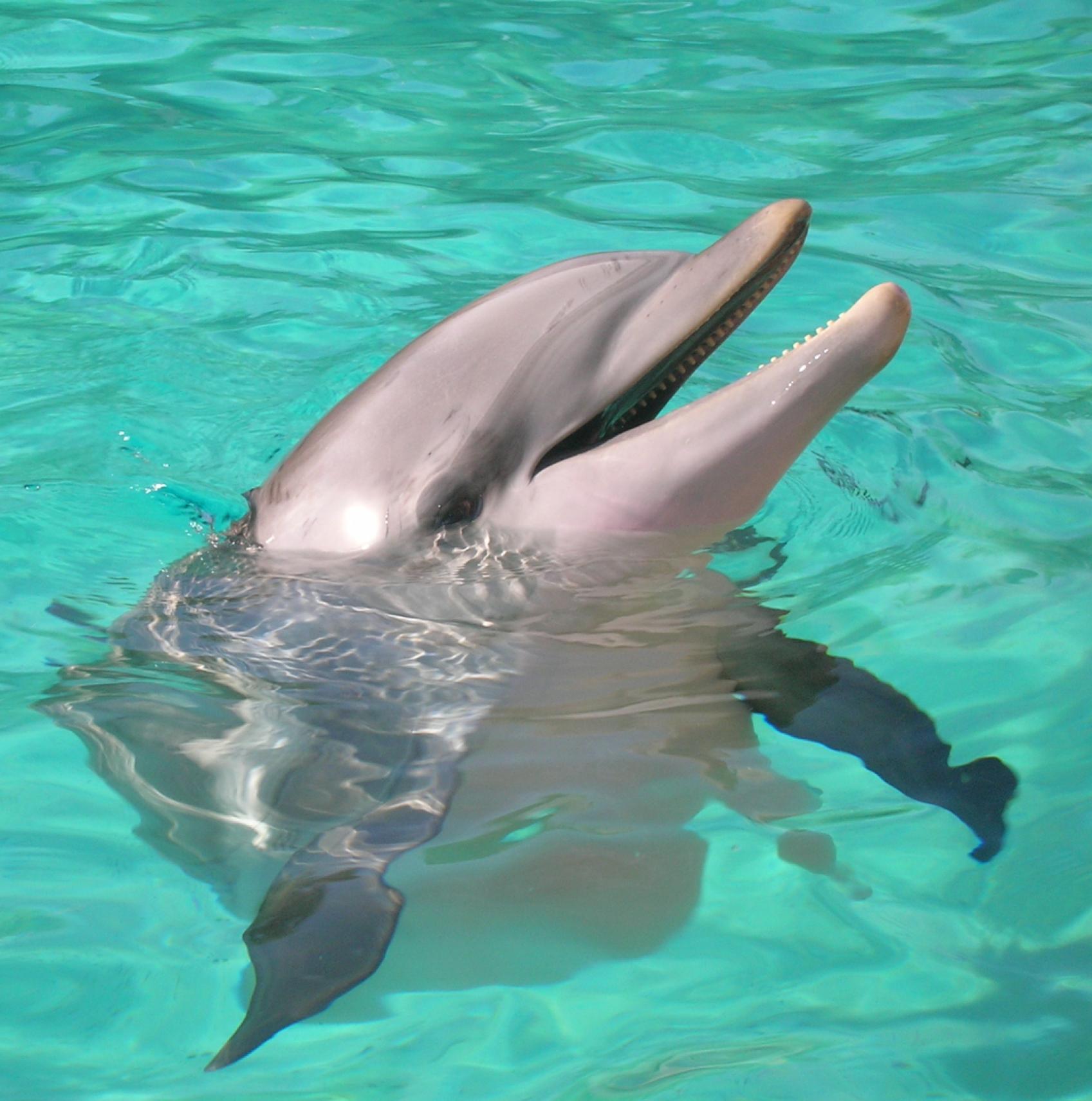 dolphin mac download