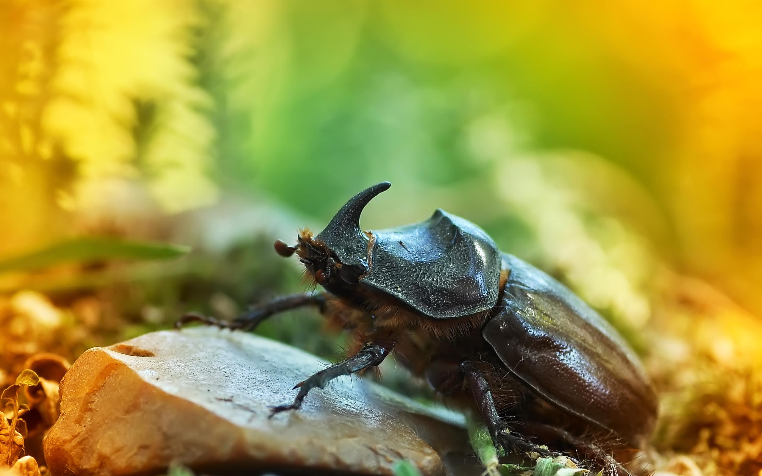 Beetle Bug Wallpaper