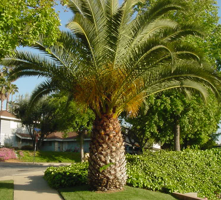 Pineapple Palm Tree On Sunset By Fourtwenty
