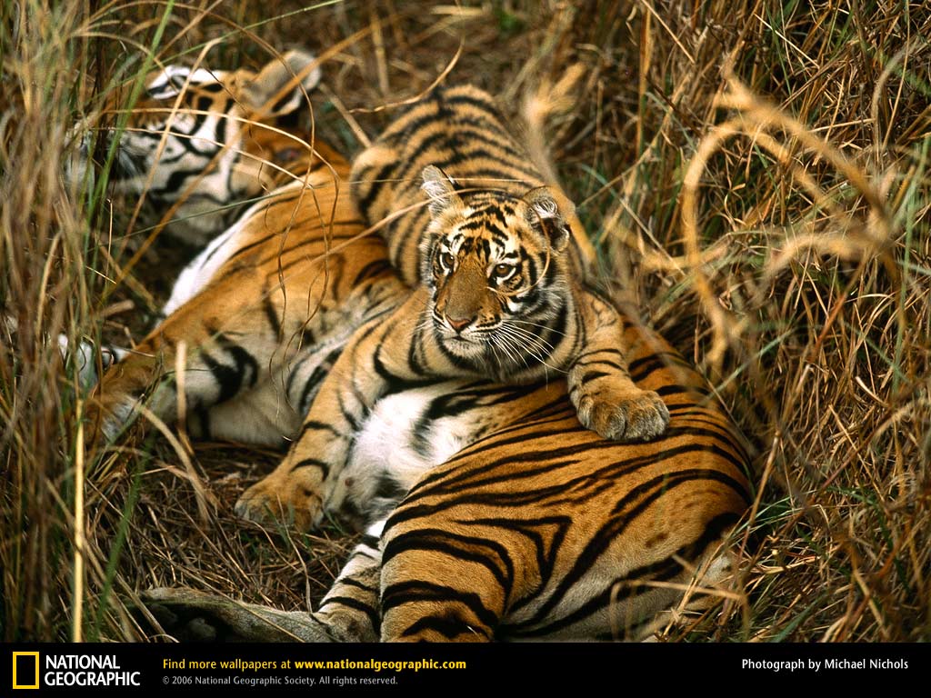 Bengal Tiger Picture Desktop Wallpaper