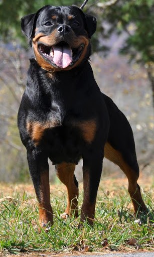 View bigger   Rottweilers Dog Wallpapers for Android screenshot
