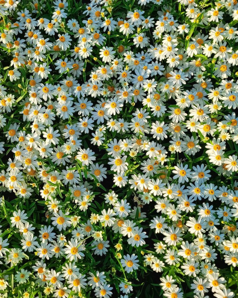 Wildflowers Wallpaper