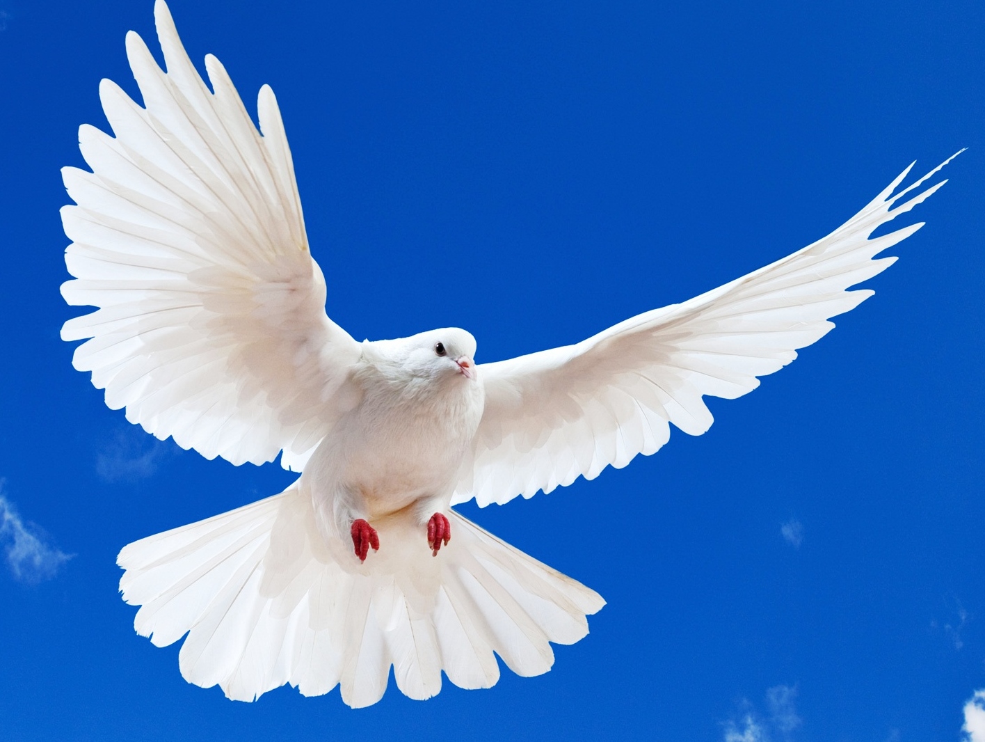 White Birds Hd Wallpapers