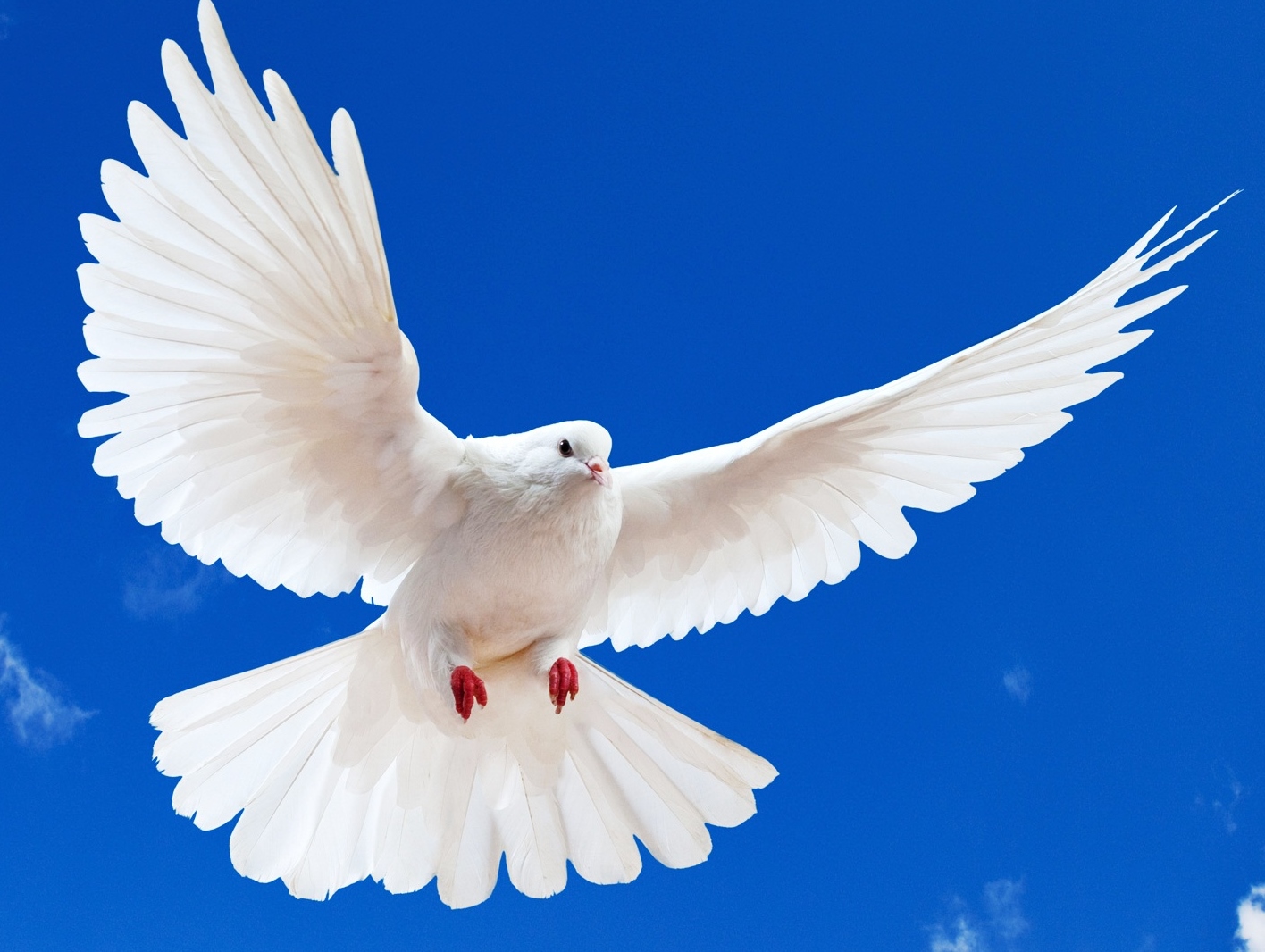  70 White Dove Wallpapers WallpaperSafari