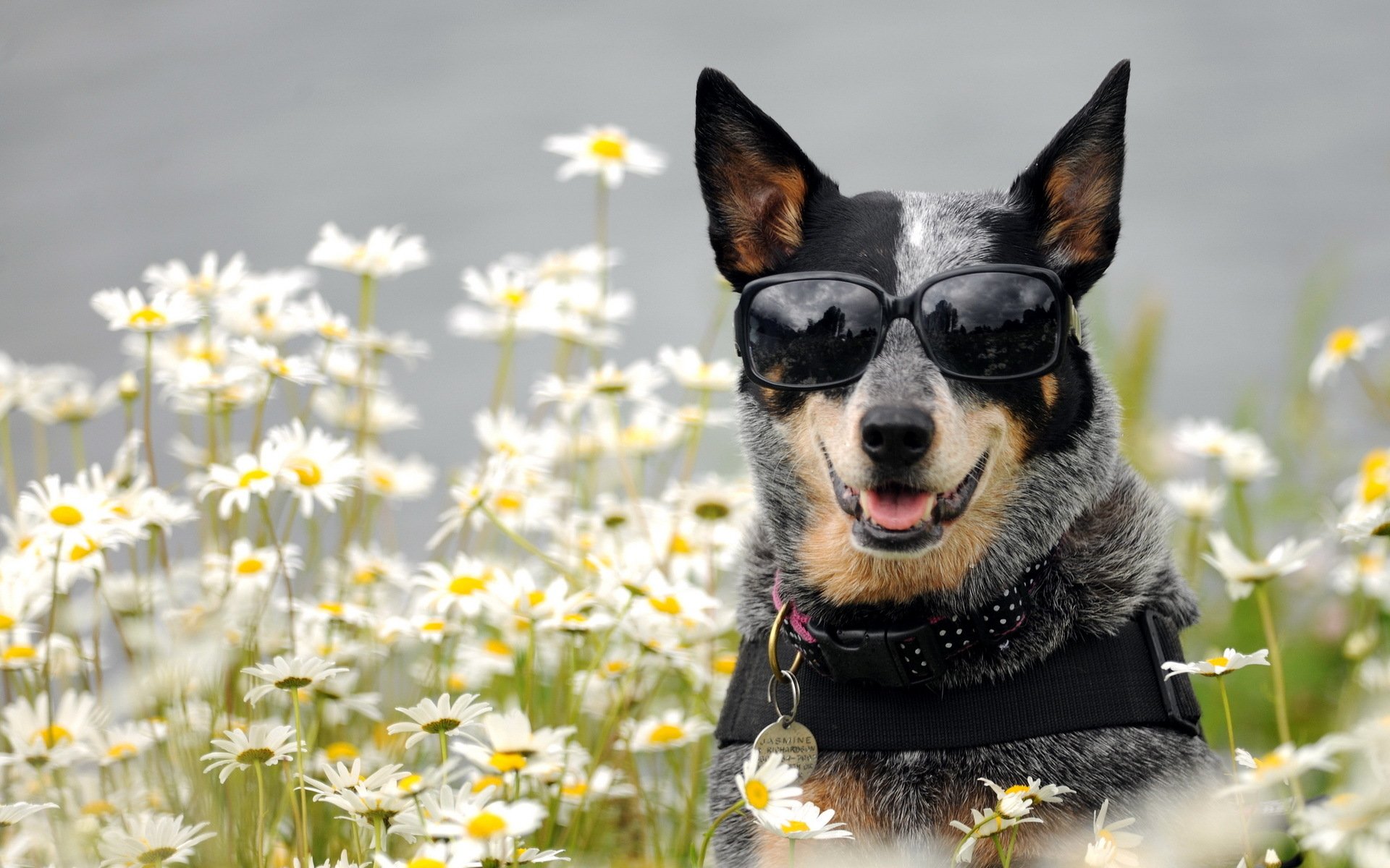  Australian Cattle Dog HD Wallpapers Background Images