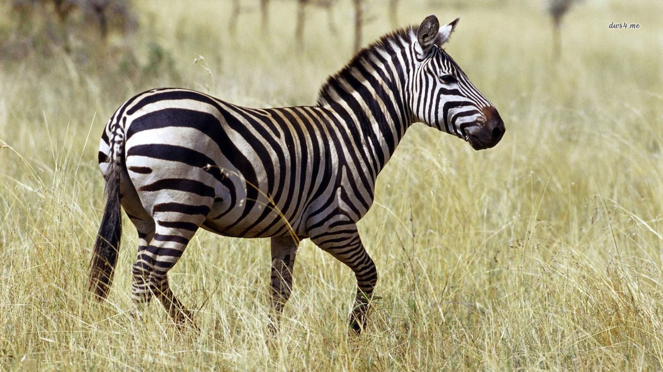 Zebra Wallpaper Animal