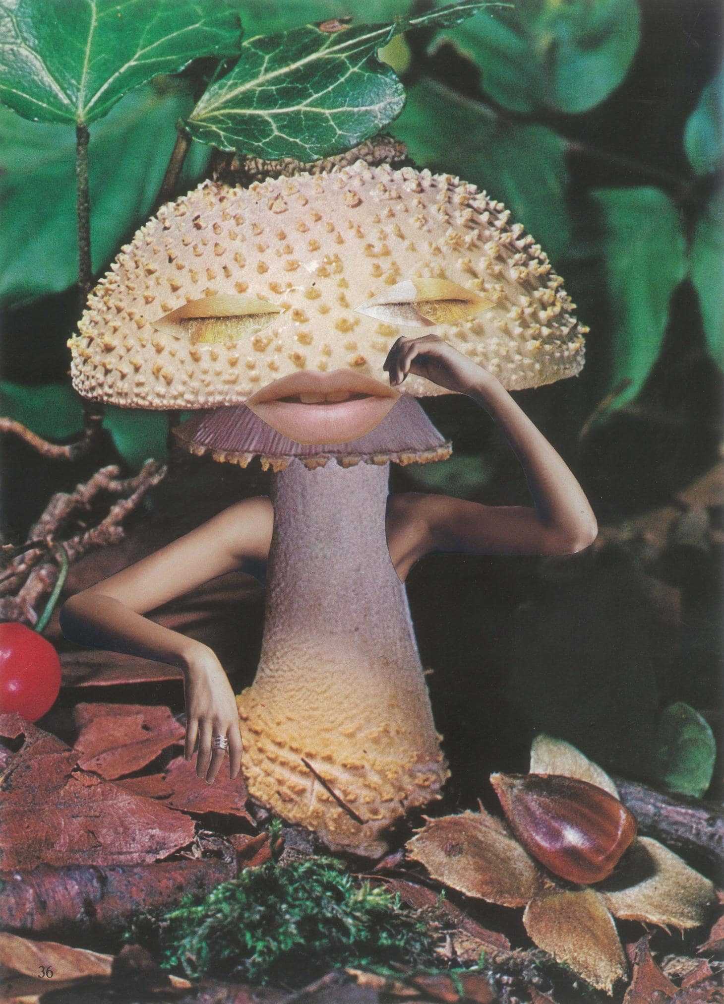 Mushroom Wallpaper Enjpg