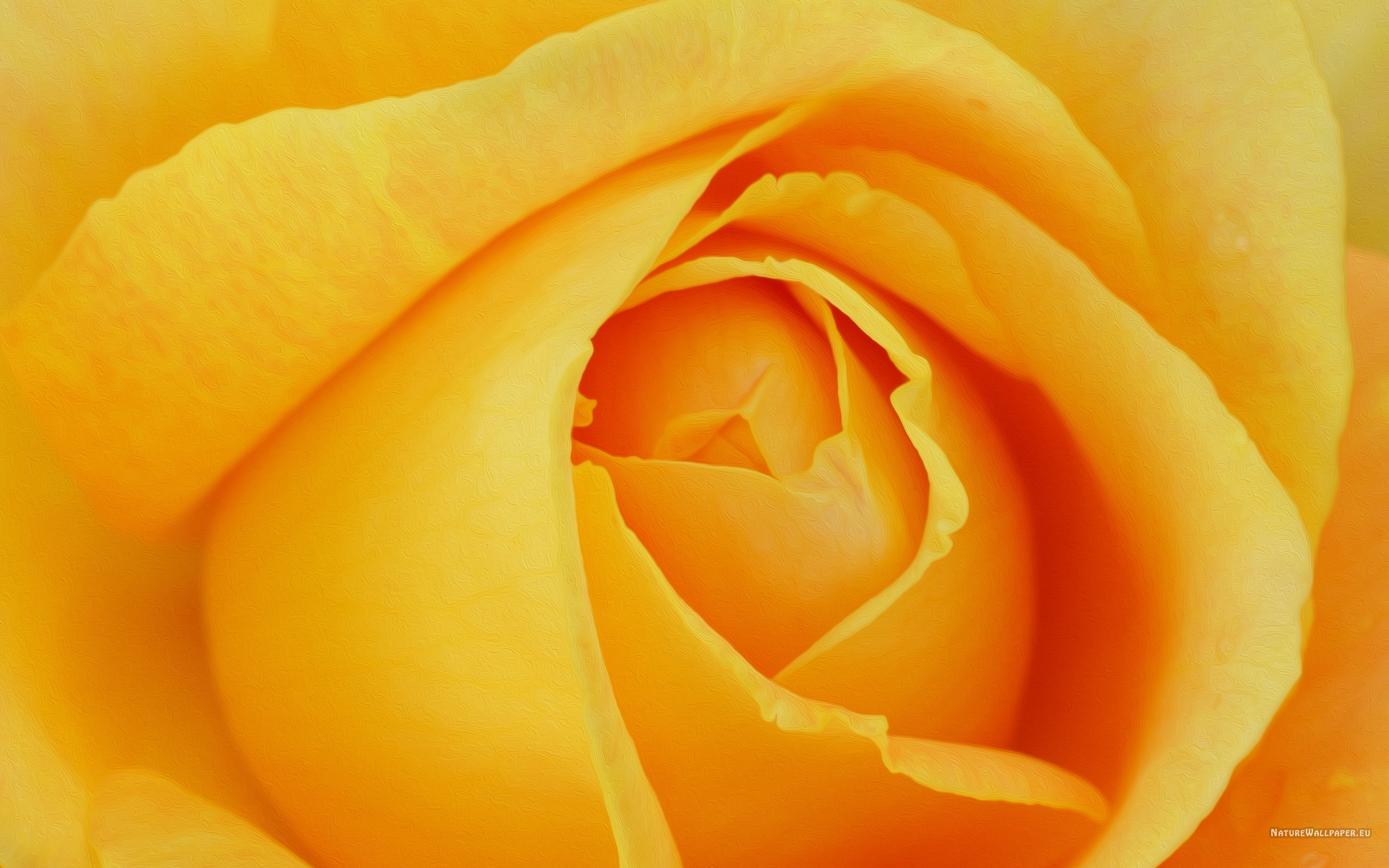Wallpaper Yellow Rose Petals Picture Background