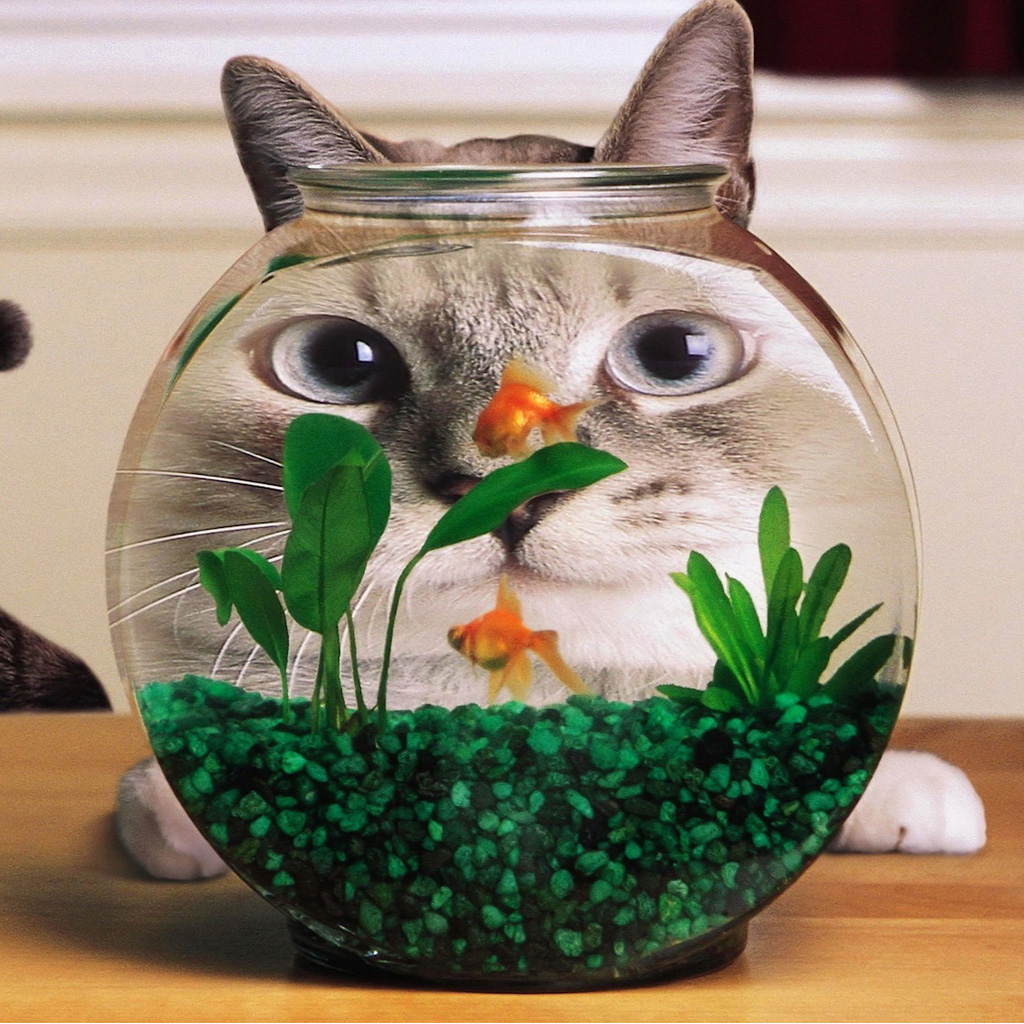 Cat Behind Fish Bowl iPad Wallpaper
