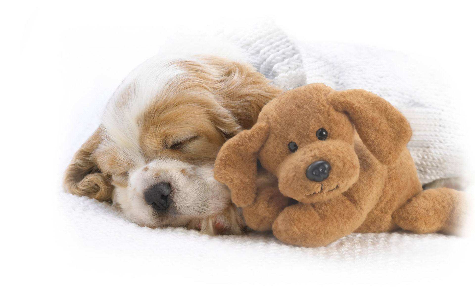 cute puppy wide wallpaper cute puppy is sleeping with a sweet toy