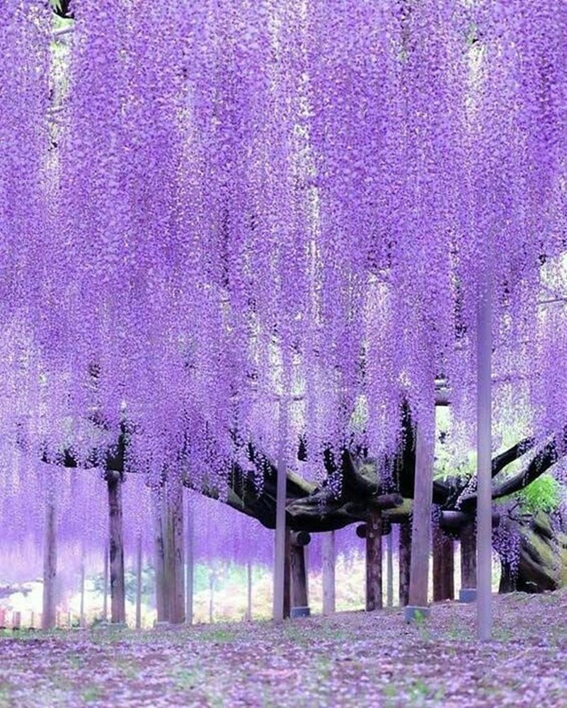 Purple Tree Wallpaper