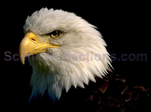 Eagle Screensaver By Scenic Reflections Screensavers And Wallpaper