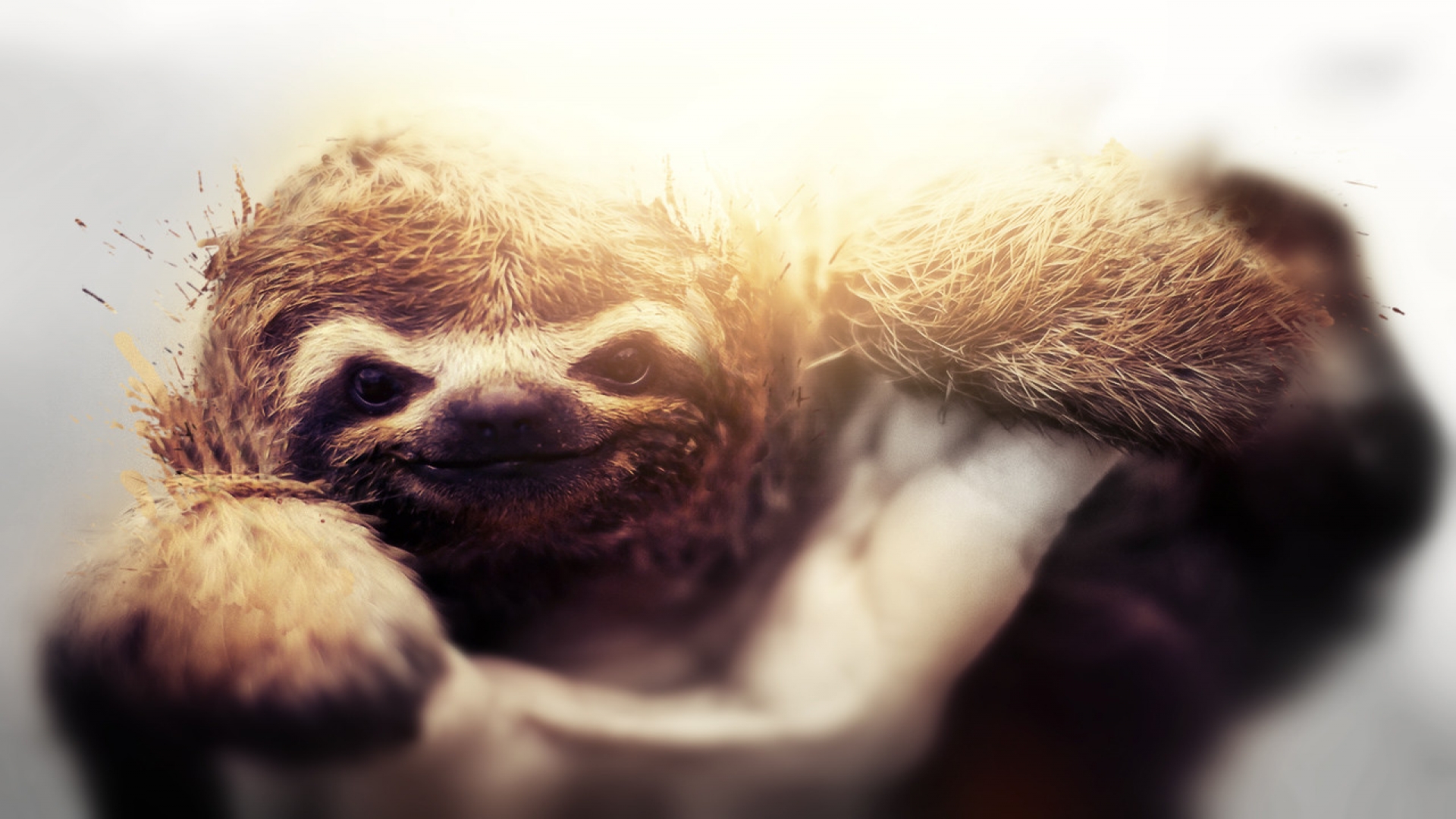 sloth wallpaper destroyer of worlds