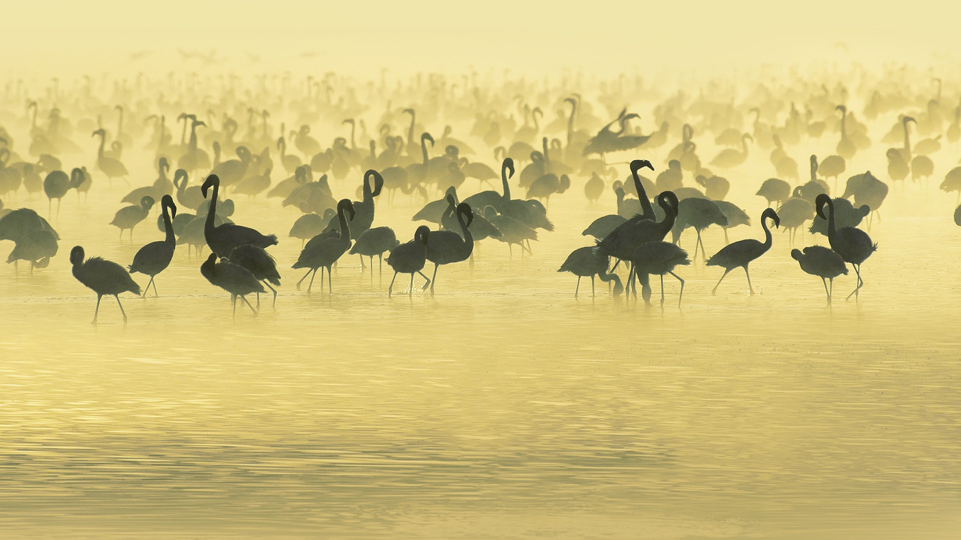Crane Flamingos South Africa Swamp Animal Pla Wild HD Picture