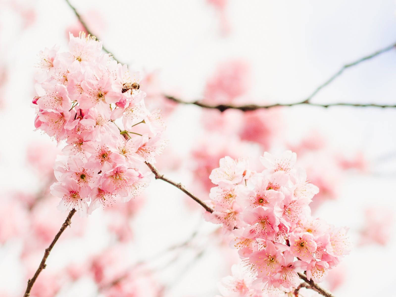 Aesthetic Pink Desktop Wallpaper