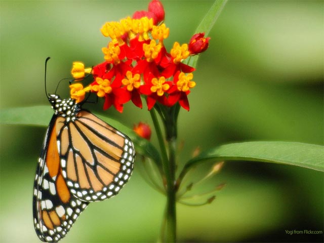 Definition Butterflies Butterfly Photography Nature Pretty