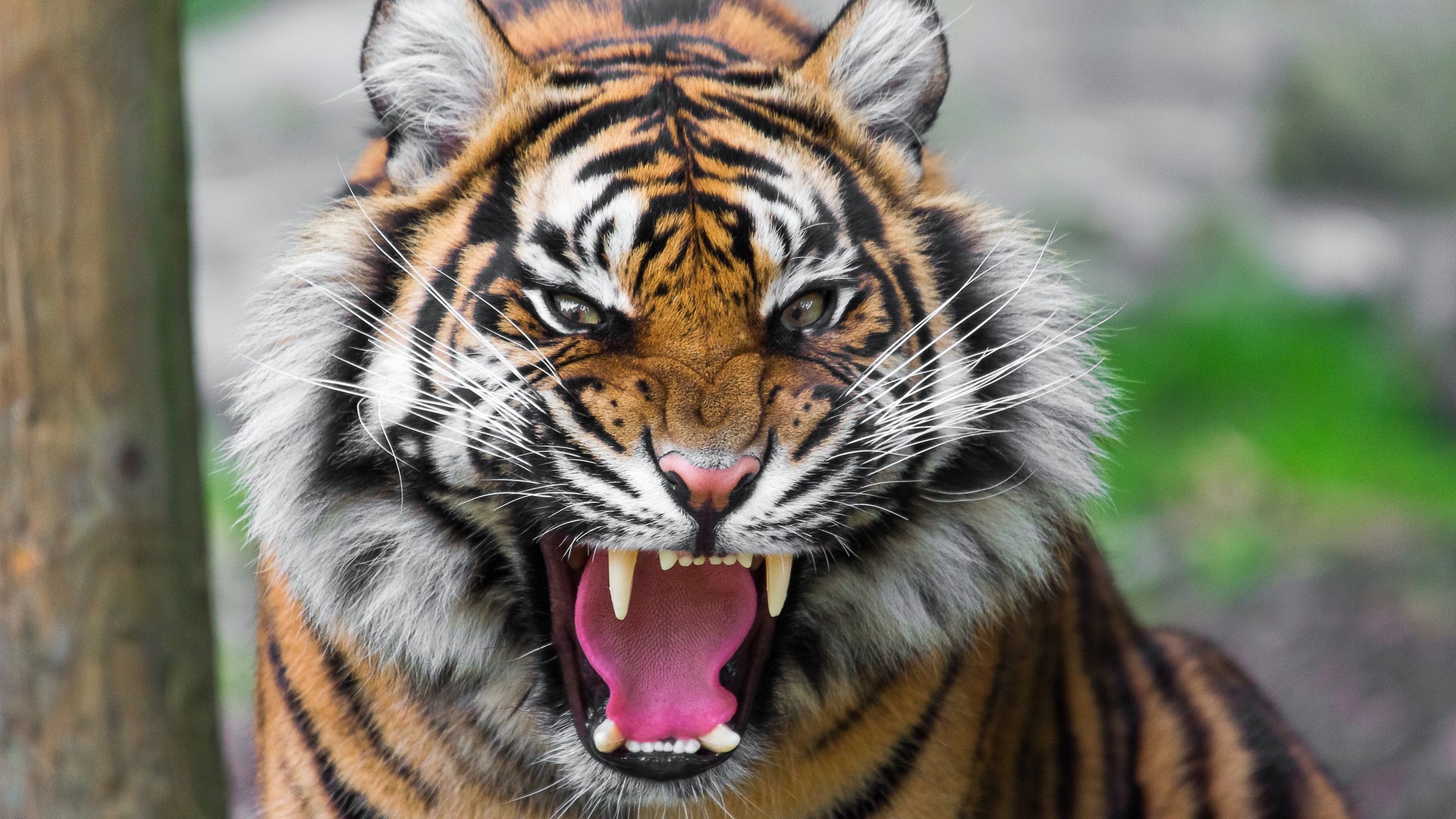  Tiger Face Teeth Anger Big cat Wallpaper Background Full HD 1080p 1920x1080