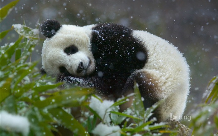Snow Panda Bamboo Bing Wallpaper 10wallpaper