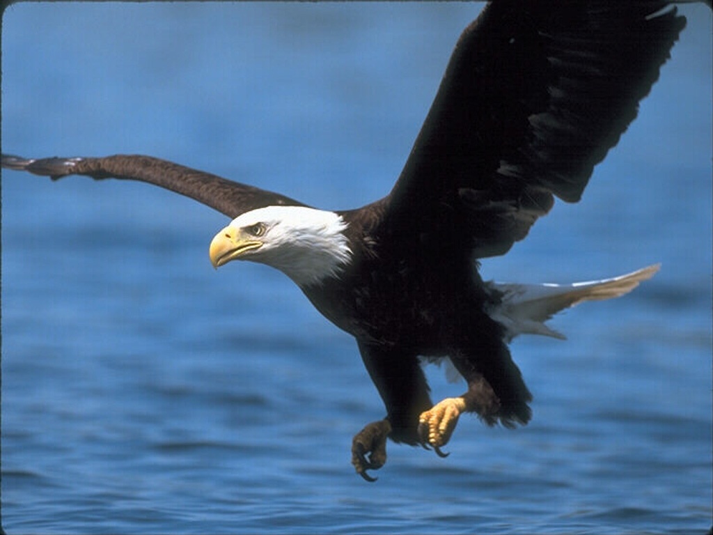 Flying Eagle Wallpaper 9597 Hd Wallpapers in Animals   Imagescicom