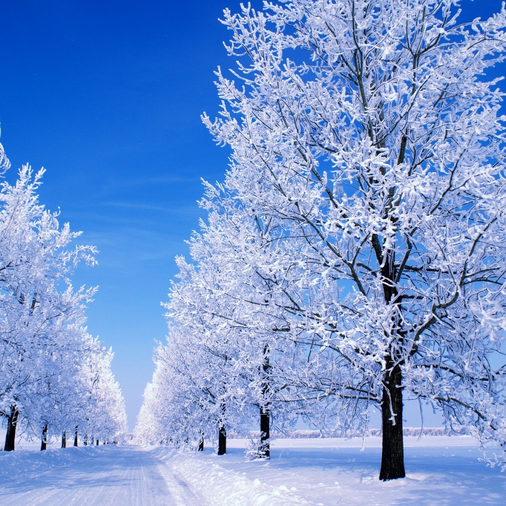 47+ Snowy Winter Scenes Wallpaper on WallpaperSafari