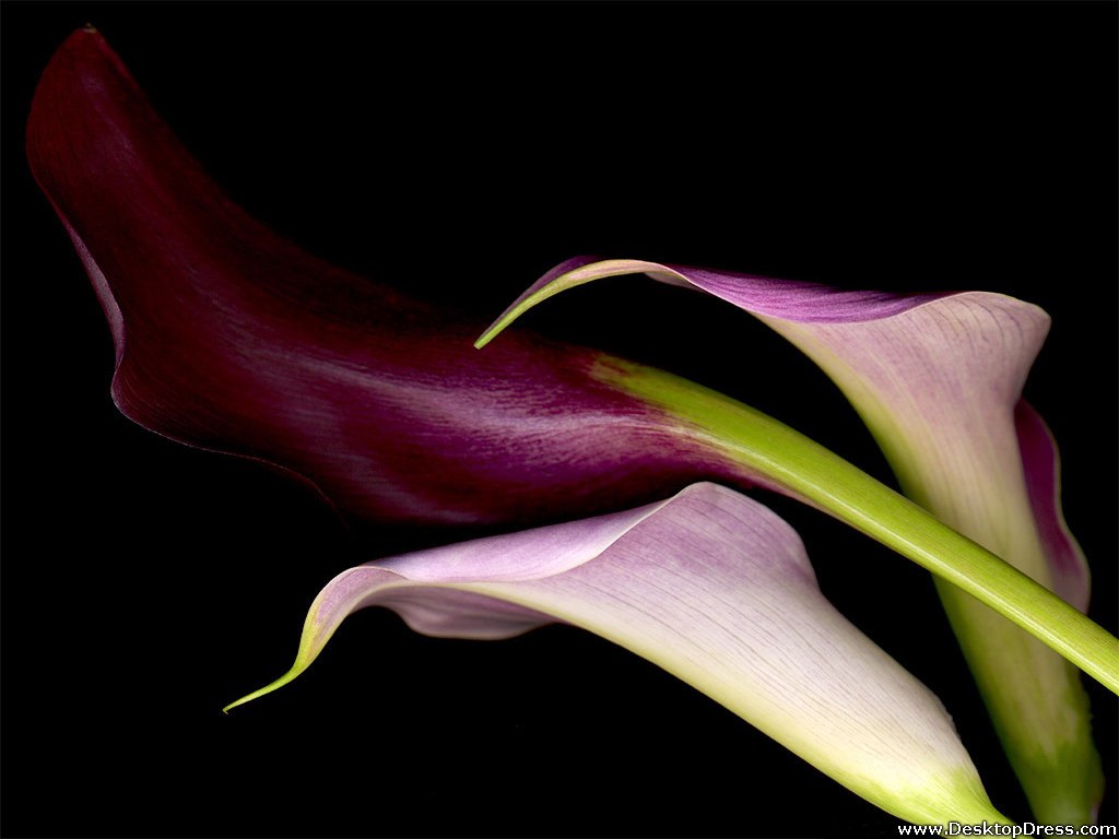 Download wallpaper 1350x2400 calla lily flower bloom dark iphone  876s6 for parallax hd background