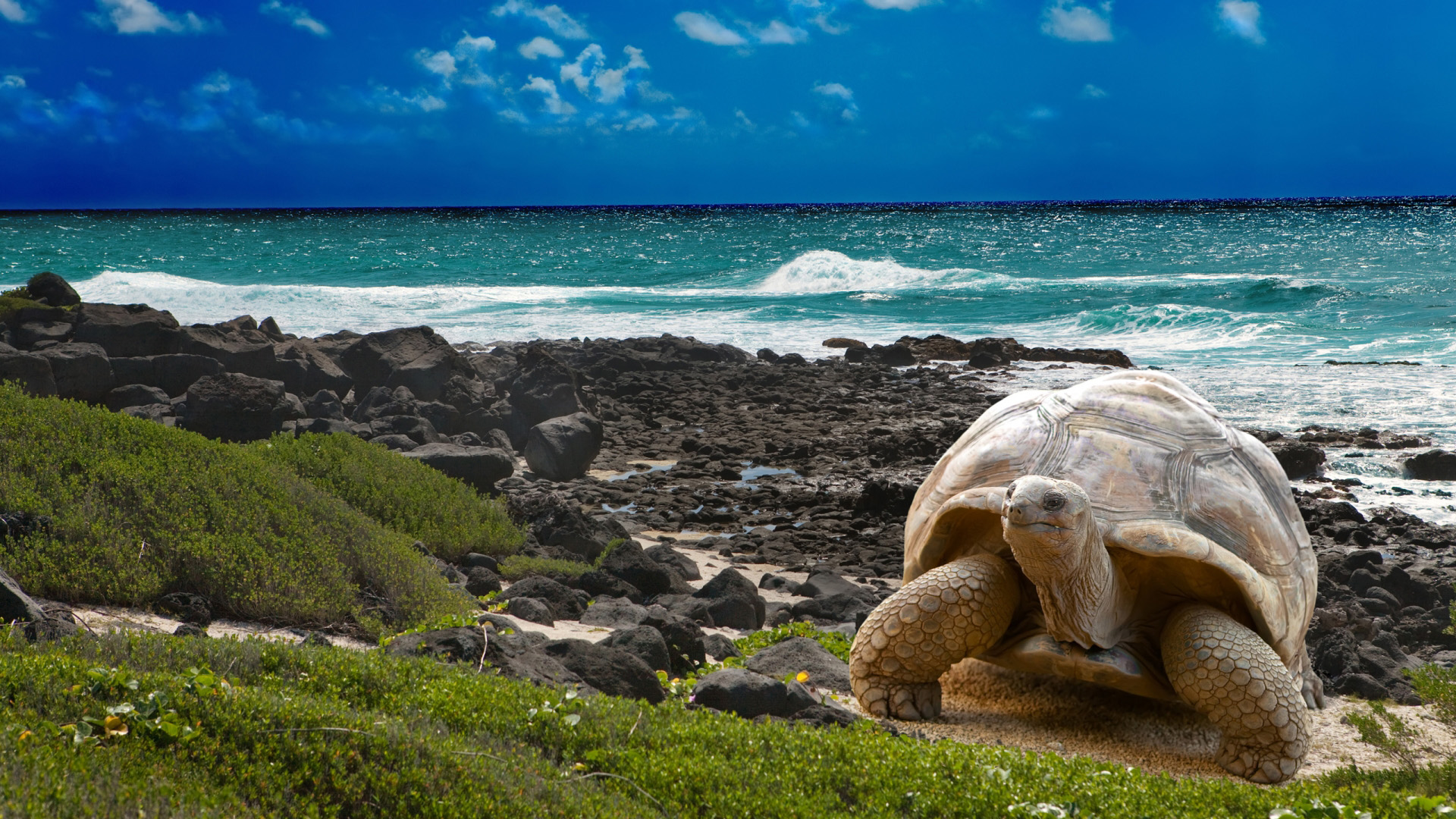 Turtle Beach Wallpaper Desktop Image