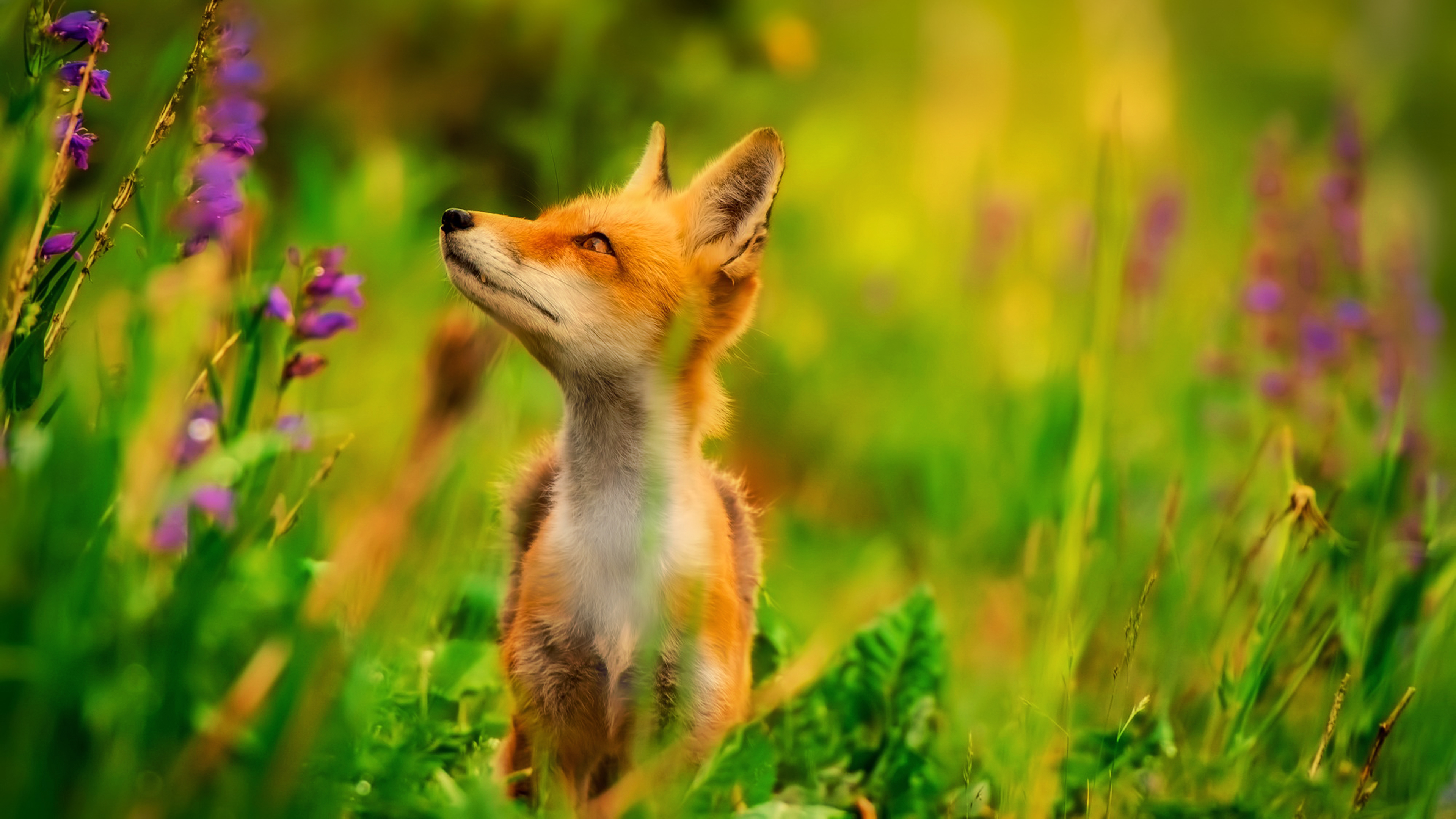 Free Red Fox Chromebook Wallpaper Ready For Download