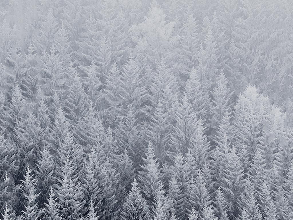 iPhone Plus Wallpaper Official Winter With Snowy Trees HD