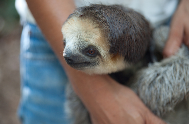 Sloths Hugging Gif Frequently Form Bonds