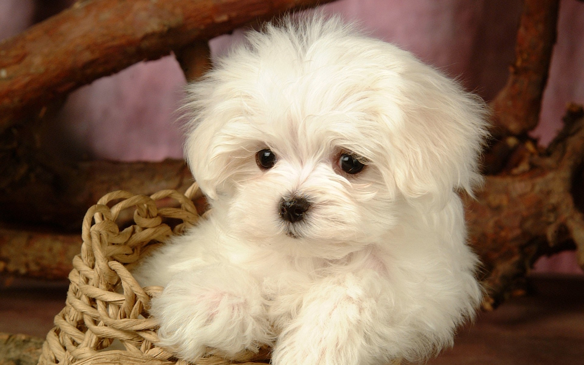 Screen Saver Dog Lovely Plains Animal Baby Wallpaper Puppy