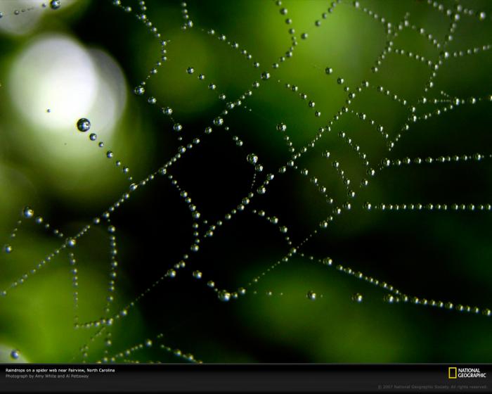  Geographic Great Spider Web With Raindrops Wallpaper   Download